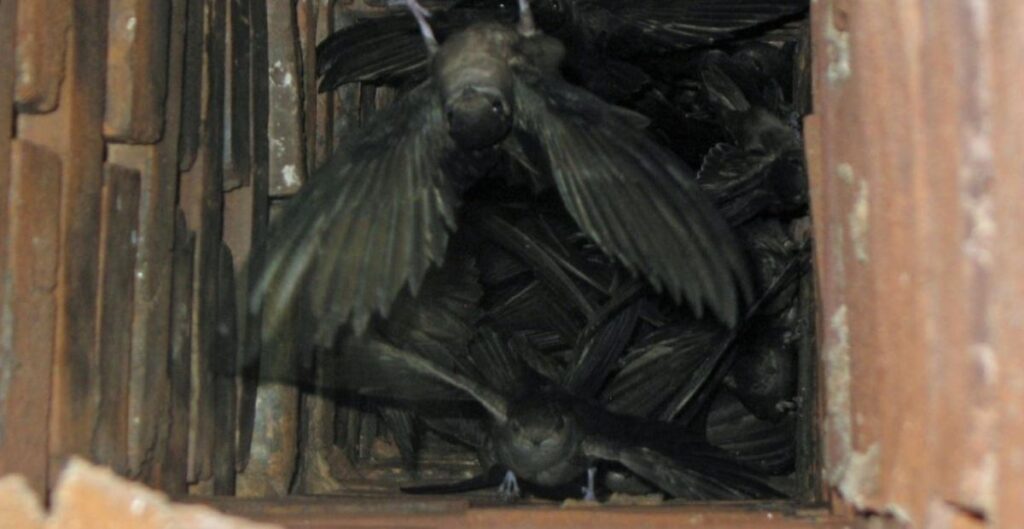 Chimney Swifts | Black Goose Chimney Service
