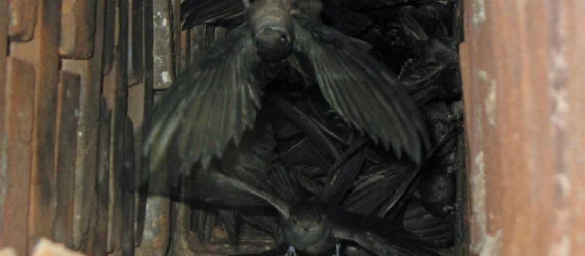 Chimney Swifts | Black Goose Chimney Service